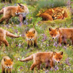 French Terry Digital Foxes in the meadow