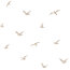 Mušelínoví ptáci - krémoví