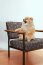 Canvas Hunde - creme/oliv