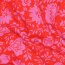 Baumwolljersey Blumen - rot