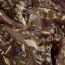 Satin Duchesse Paisley