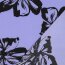 Polyesterjersey Blumen - hellblau