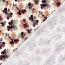 Baumwolljersey BIO~Organic Digital Blütentraum - wollweiß - creme
