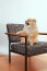 Canvas Hunde - creme/oliv