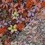 Viskose 100% bunte Blumen - dunkelbraun